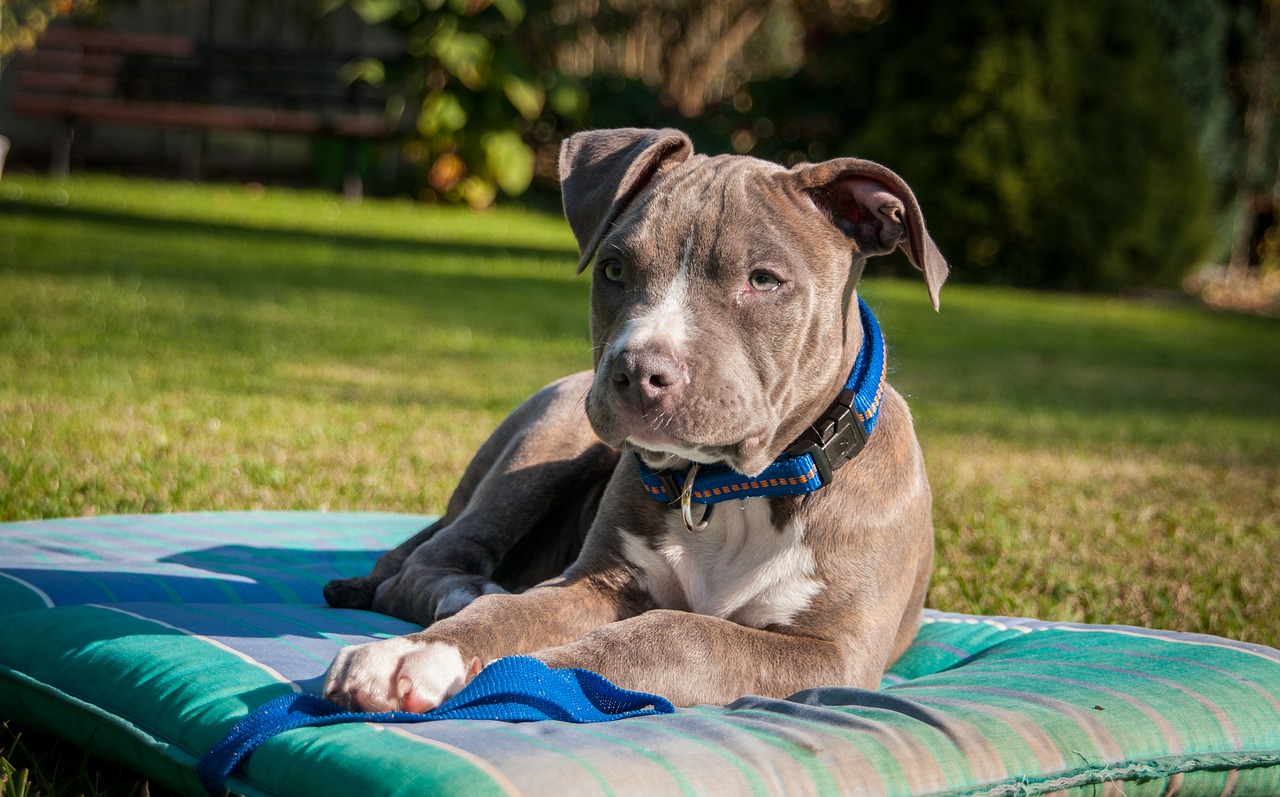 dog, puppy, amstaff