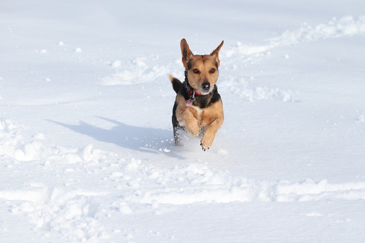 dog, snow, race