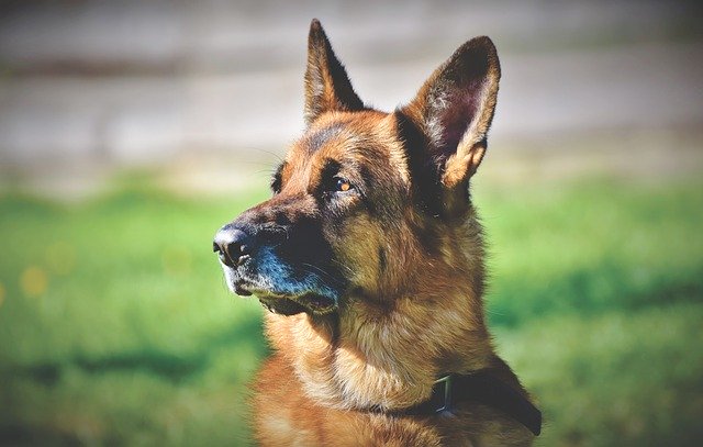 German Shepherd Dog