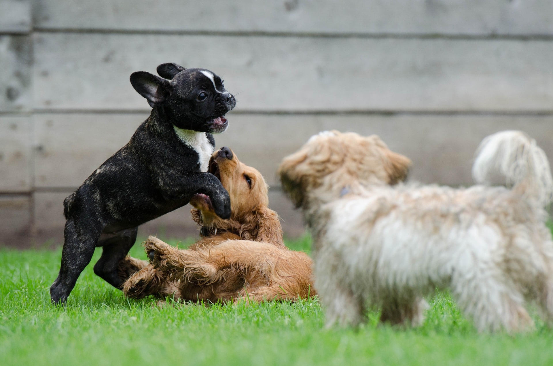 playing puppies, young dogs, french bulldog