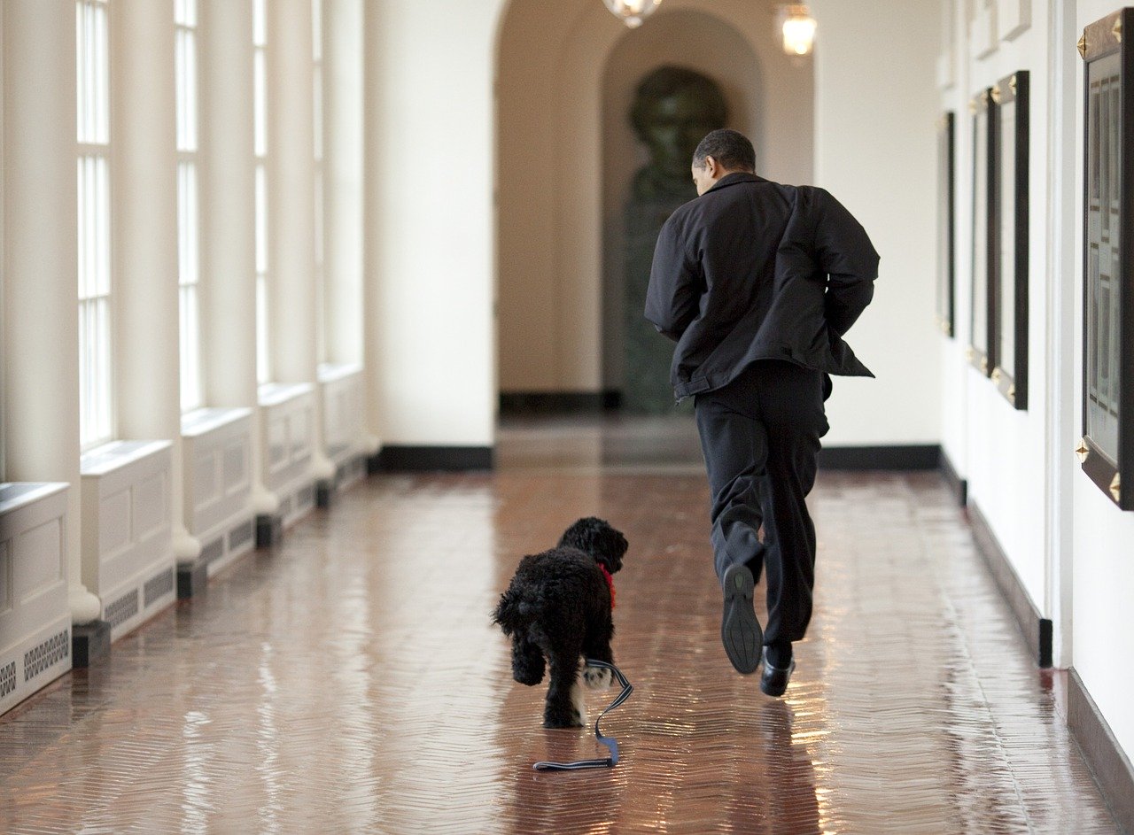 barack obama and bo, play, run