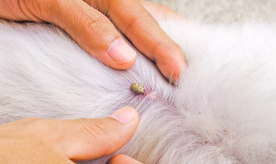 Removing Dog Ticks Safely