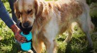 portable dog water bottle guide