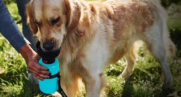 portable dog water bottle guide