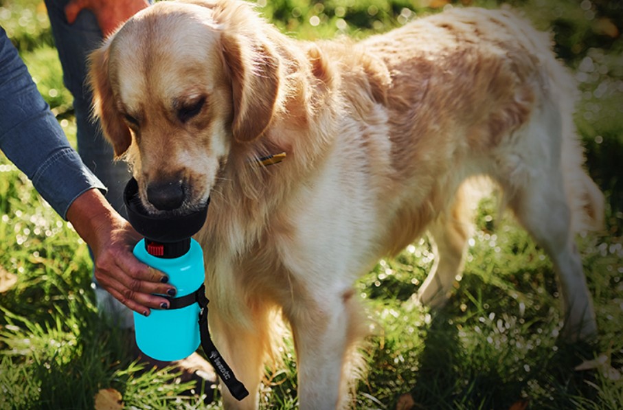 portable dog water bottle guide