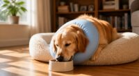 2026 inflatable pet recovery collars
