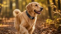 martingale dog collars quick release