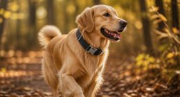 martingale dog collars quick release