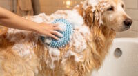 10 Best Dog Scrubber Tools for 2026 Bath Time